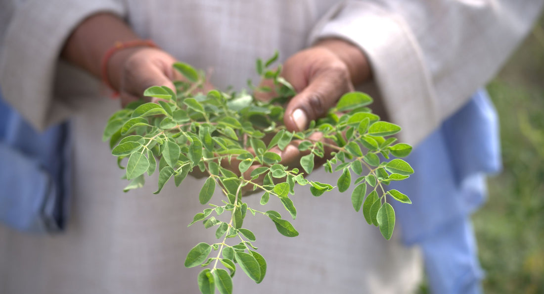 Moringa: More info that you should know about