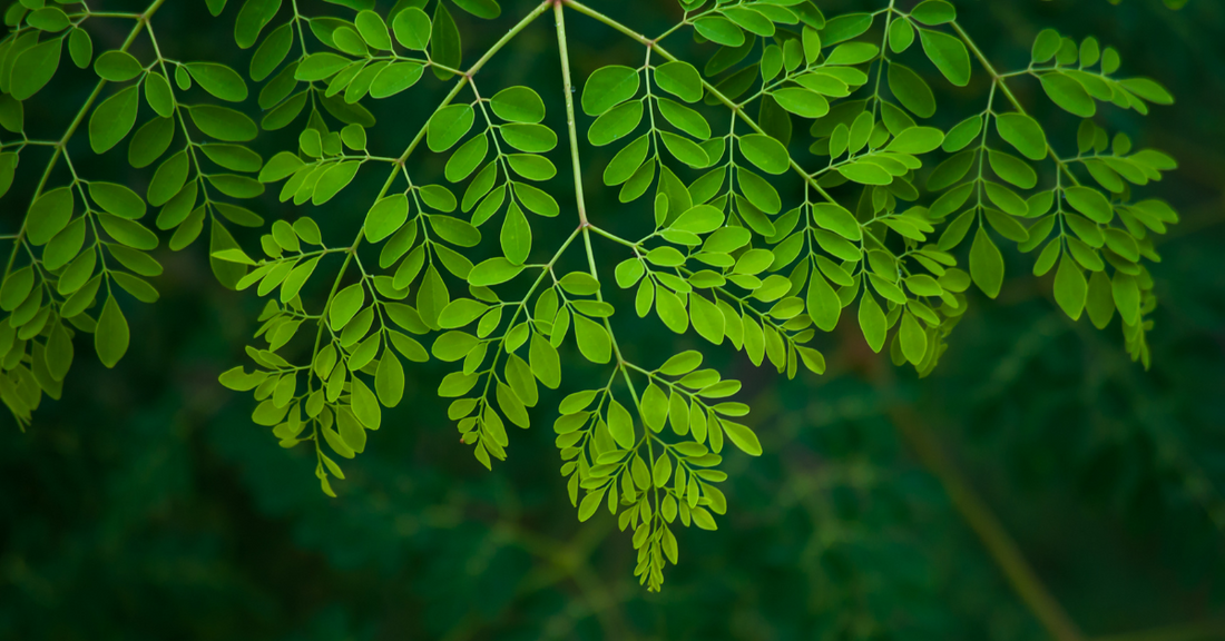Moringa: the Very Auspicious Tree