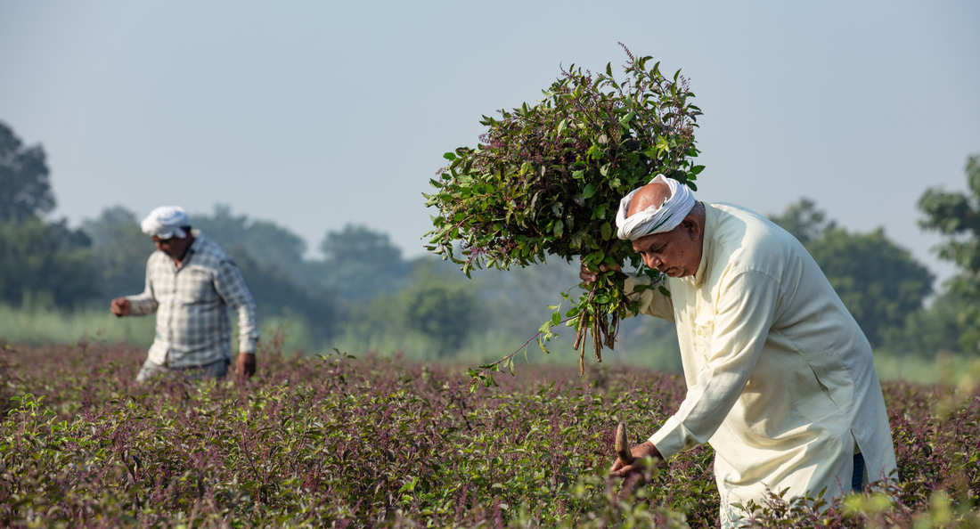 Adaptogenic Herbs & Ayurvedic Traditions