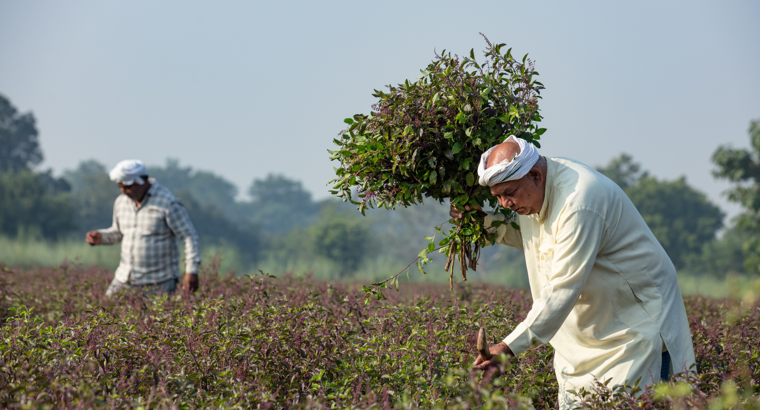 Adaptogenic Herbs & Ayurvedic Traditions