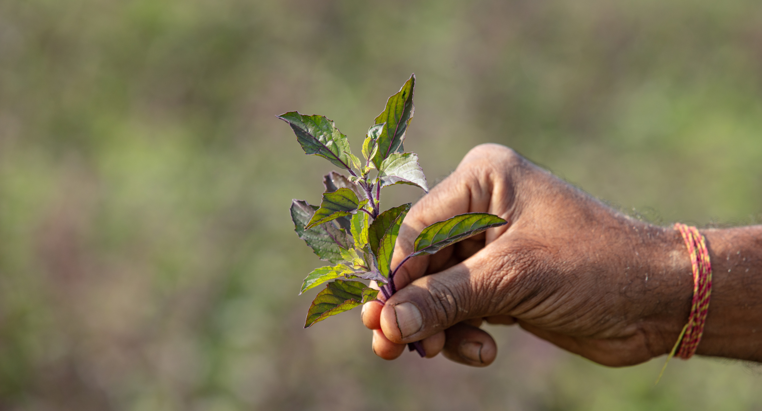 Tulsi's Indian Roots