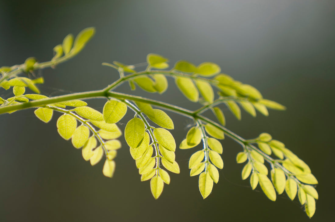 Moringa 101: What You Need to Know About Moringa Oleifera