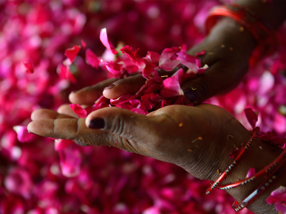 Plant Prana: The Spirit of Rose