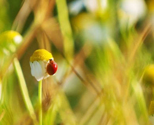 The benefits of Organic Farming and Sustainable agriculture