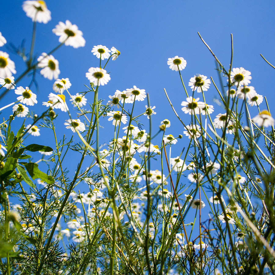 Our Natural Flavours are Truly Nectarous Herbal Extracts