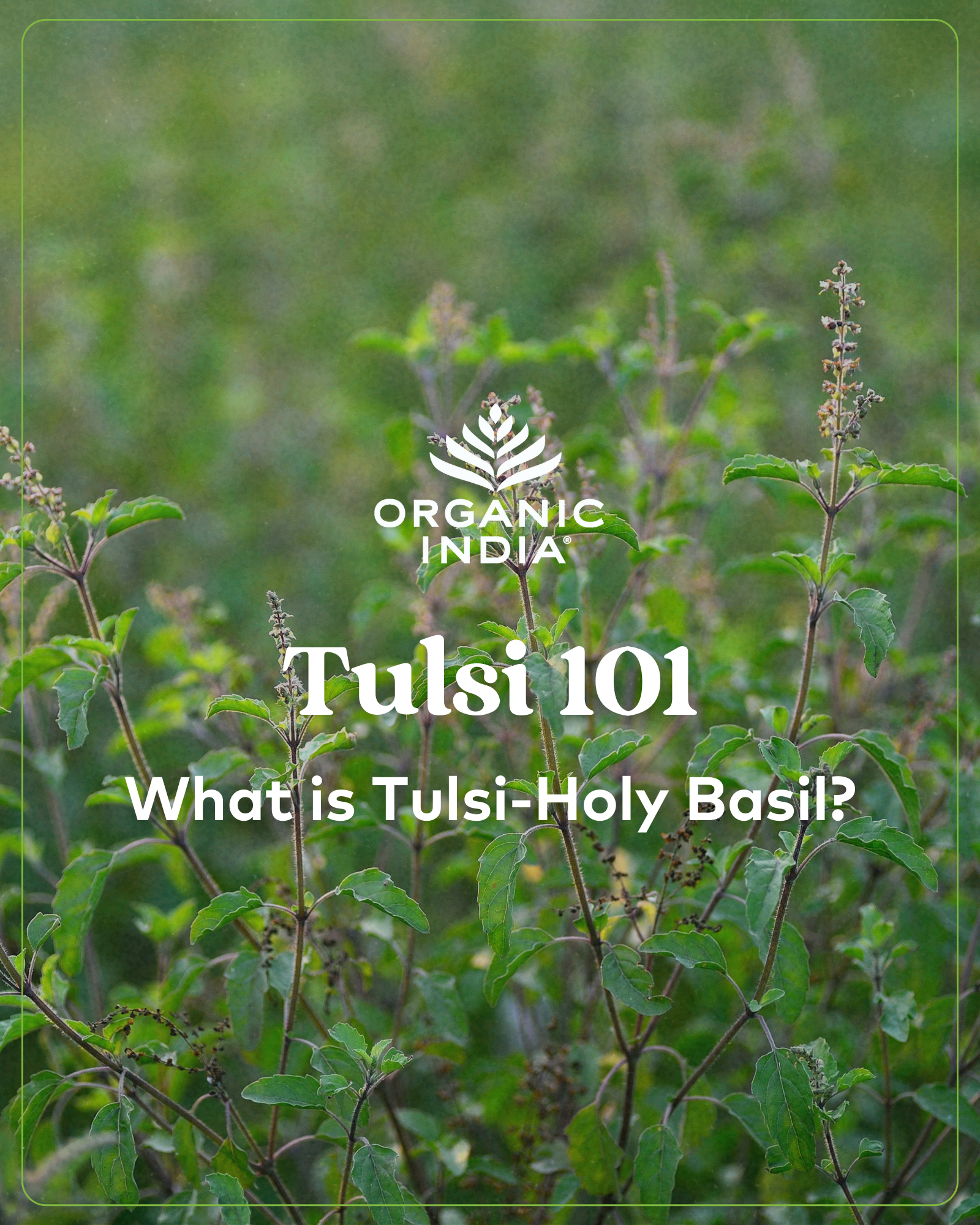 Tulsi 101 eBook Organic India Australia Certified Organic Herbal Teas and Supplements