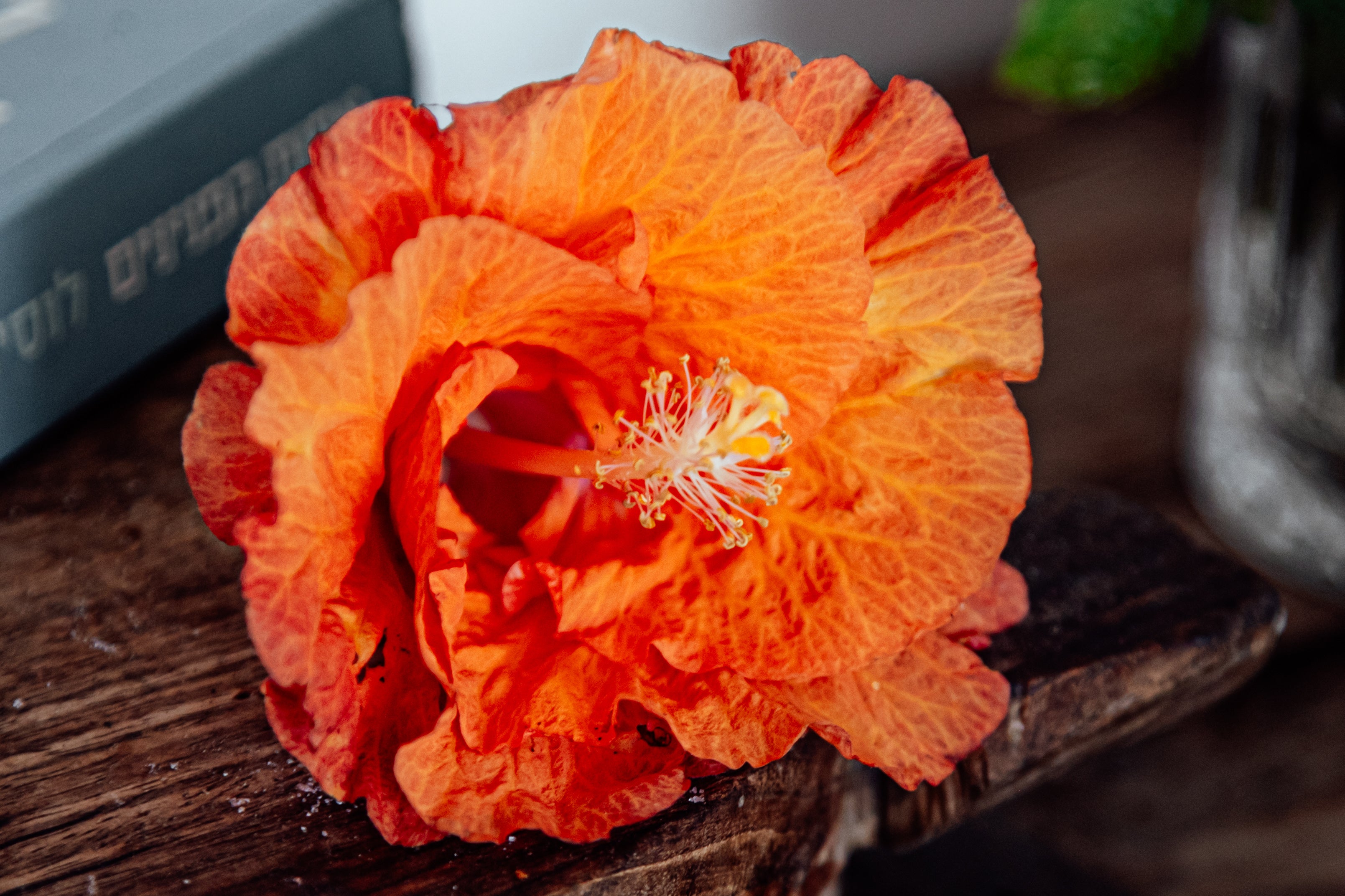 Hibiscus Plus