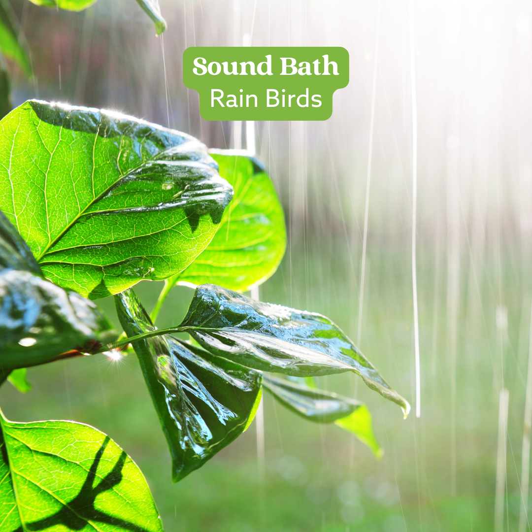 1 Hour Sound Bath - Rain Birds Organic India Australia Certified Organic Herbal Teas and Supplements